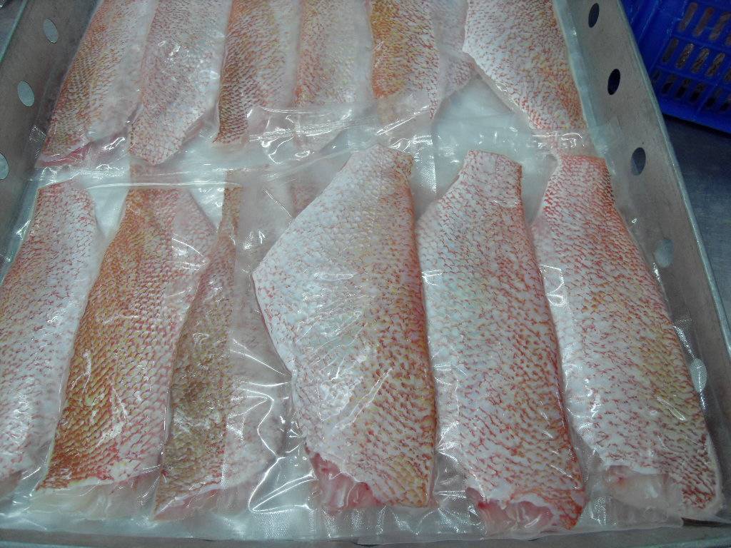 Red Snapper